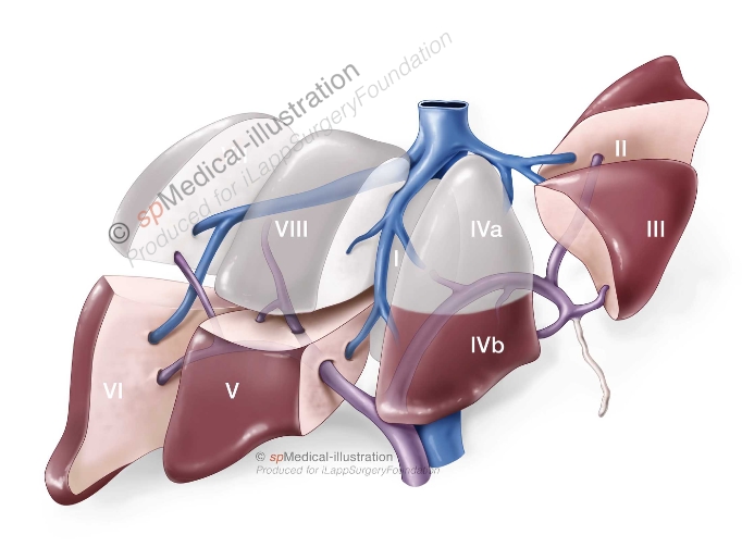 Introduction to Minor Hepatectomy